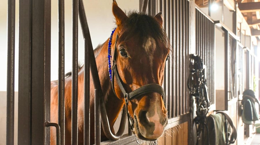 Creation ecurie chevaux